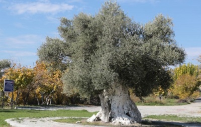 Anıt Zeytin Ağacı